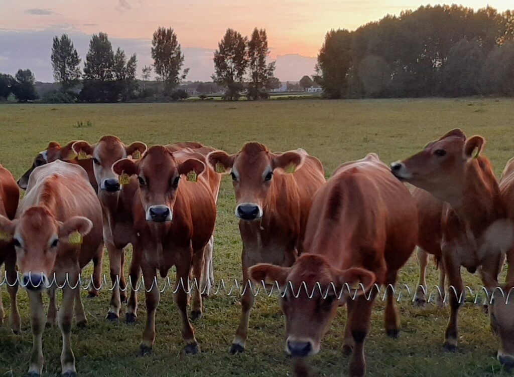 Jersey koeien de Nieuwenburgt Jersey koeien de Nieuwenburgt