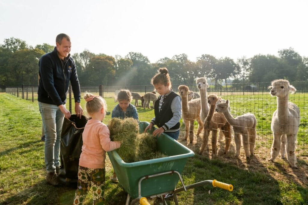 Alpaca voeren Farmcamps Alpacafarm Vorstenbosch