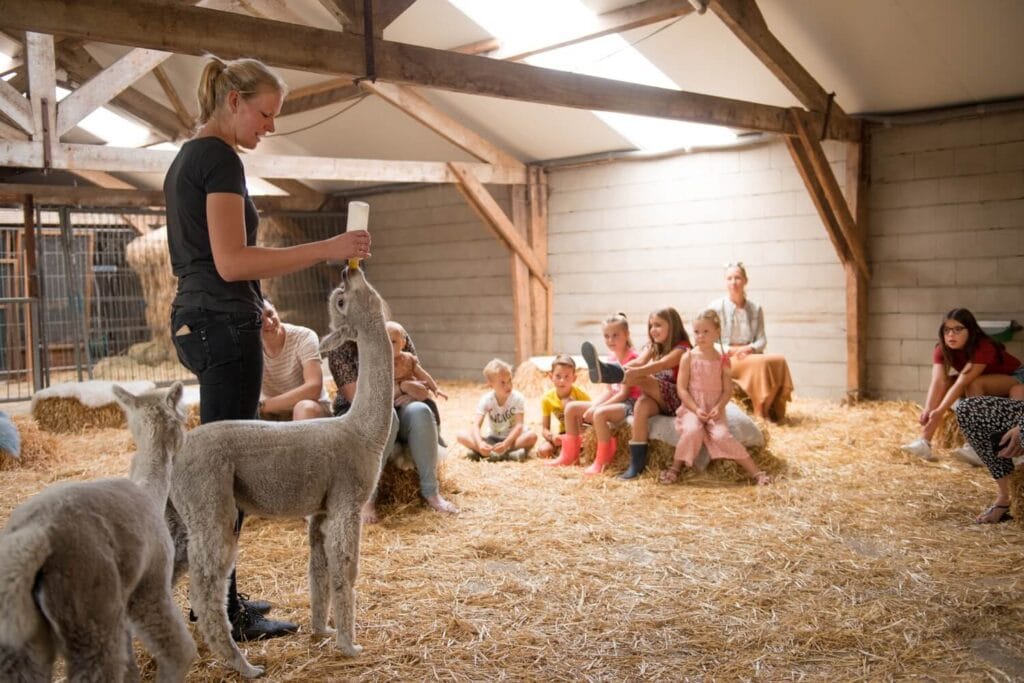Dieren voeren Farmcamps Alpaca Vorstenbosch