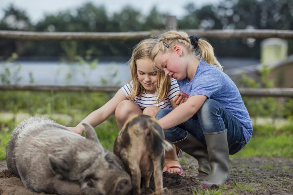 Varkens en biggetjes knuffelen BoeBaDoe Varkens en biggetjes knuffelen BoeBaDoe