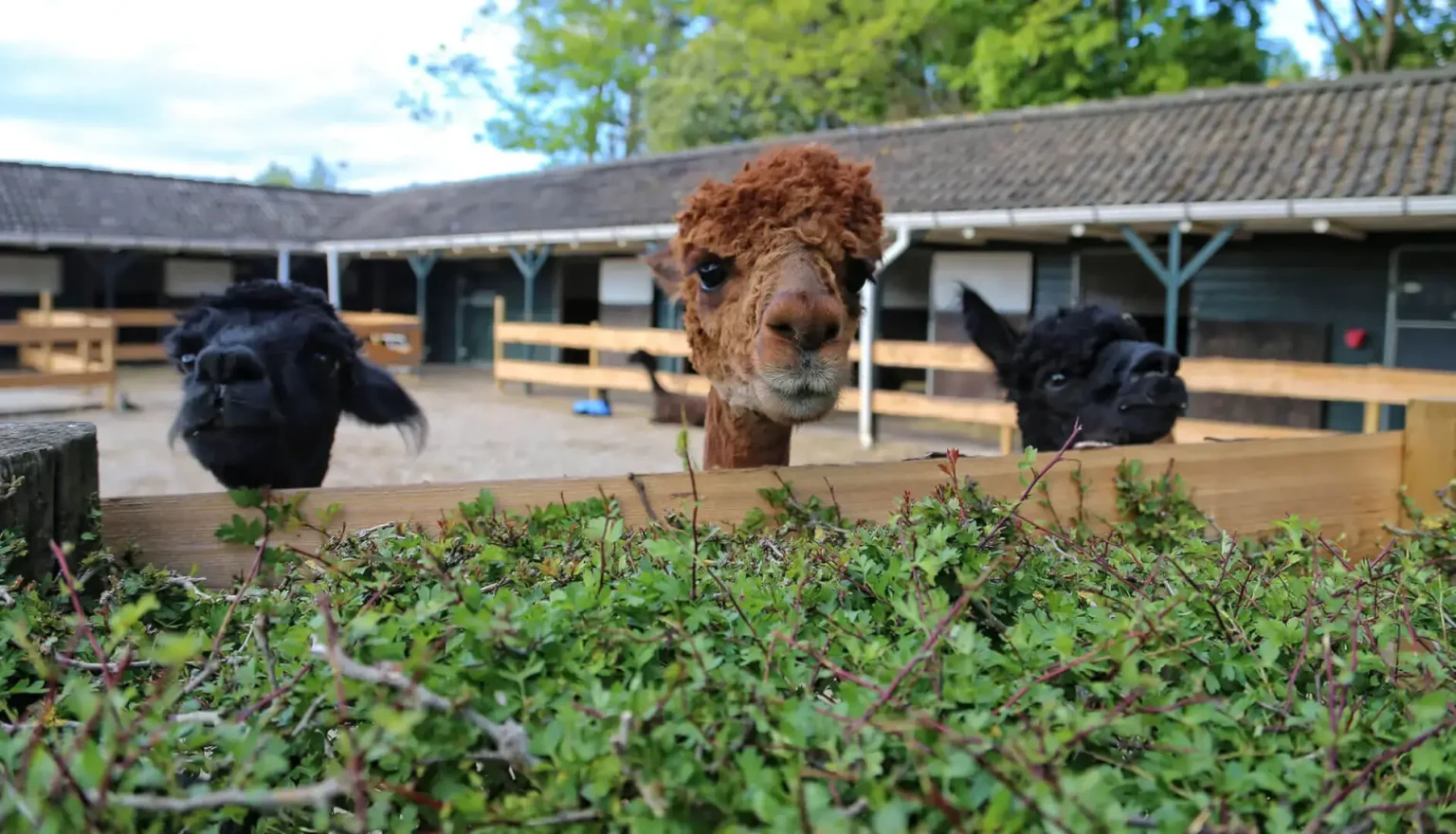 Zonneveld Alpaca's