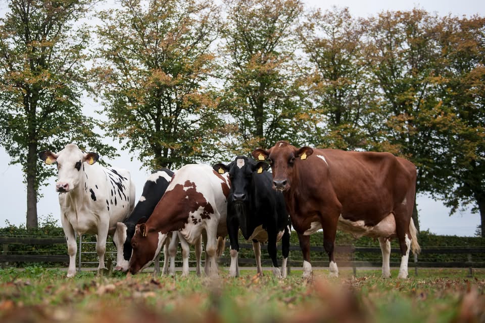 Koeiendans bij SintTunnisse Romme