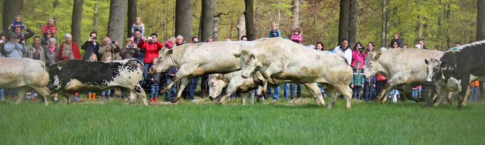 Koeiendans bij Hoeve Ravenstein