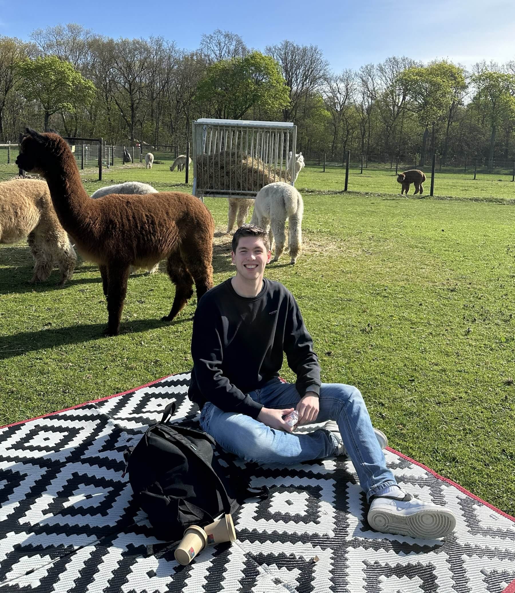 Alpaca picknick