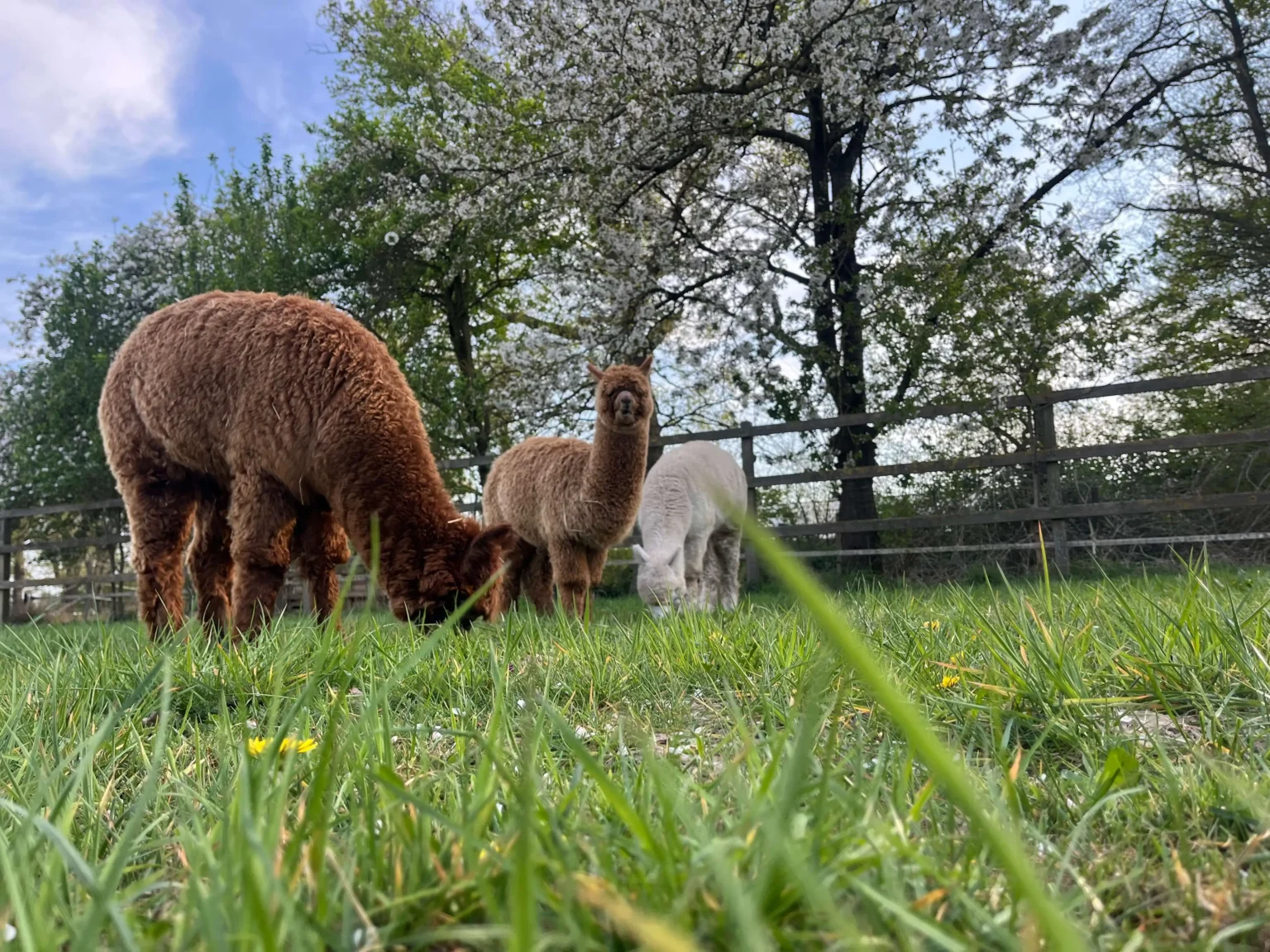 Alpacaboerderij Hertingshof