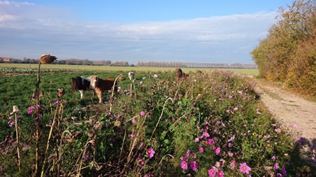 Boerenrustcamping de Kermisrose