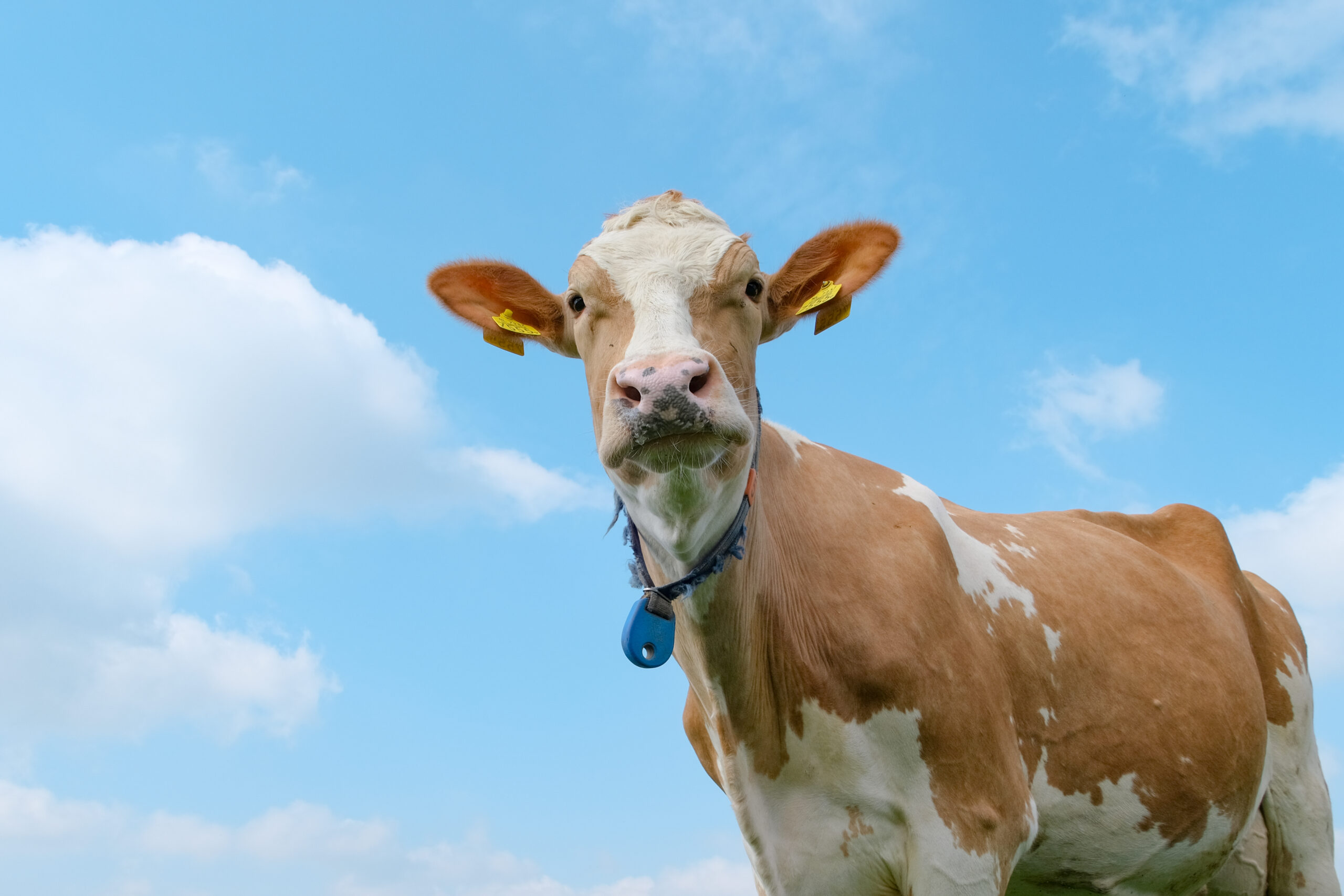 Boerderij Pouwer | Ons Melkhuisje