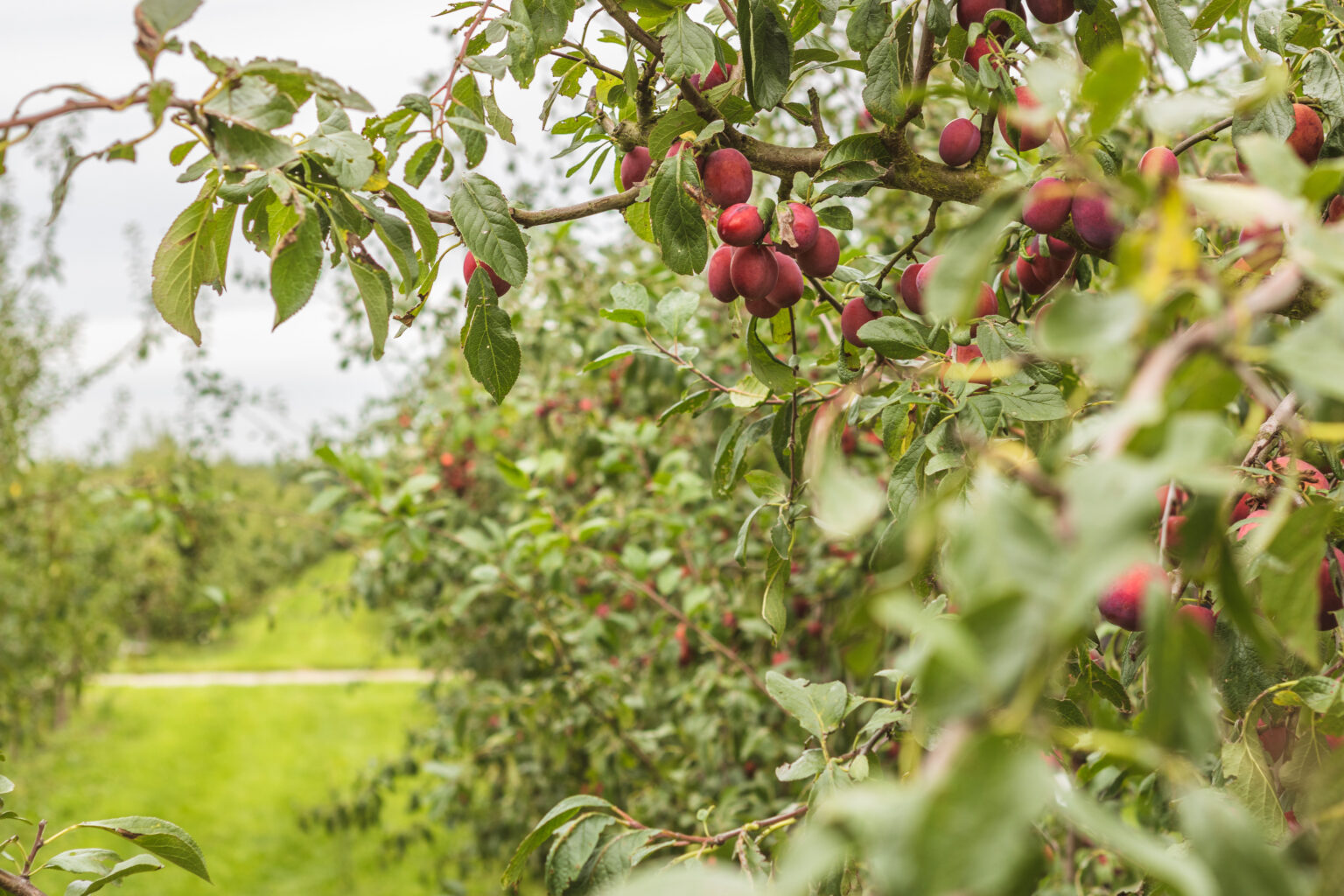 Vink Fruitboerderij