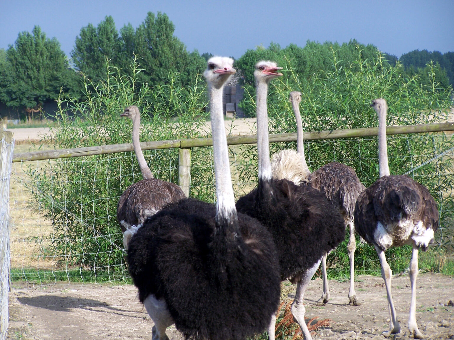 Struisvogelboerderij Monnikenwerve