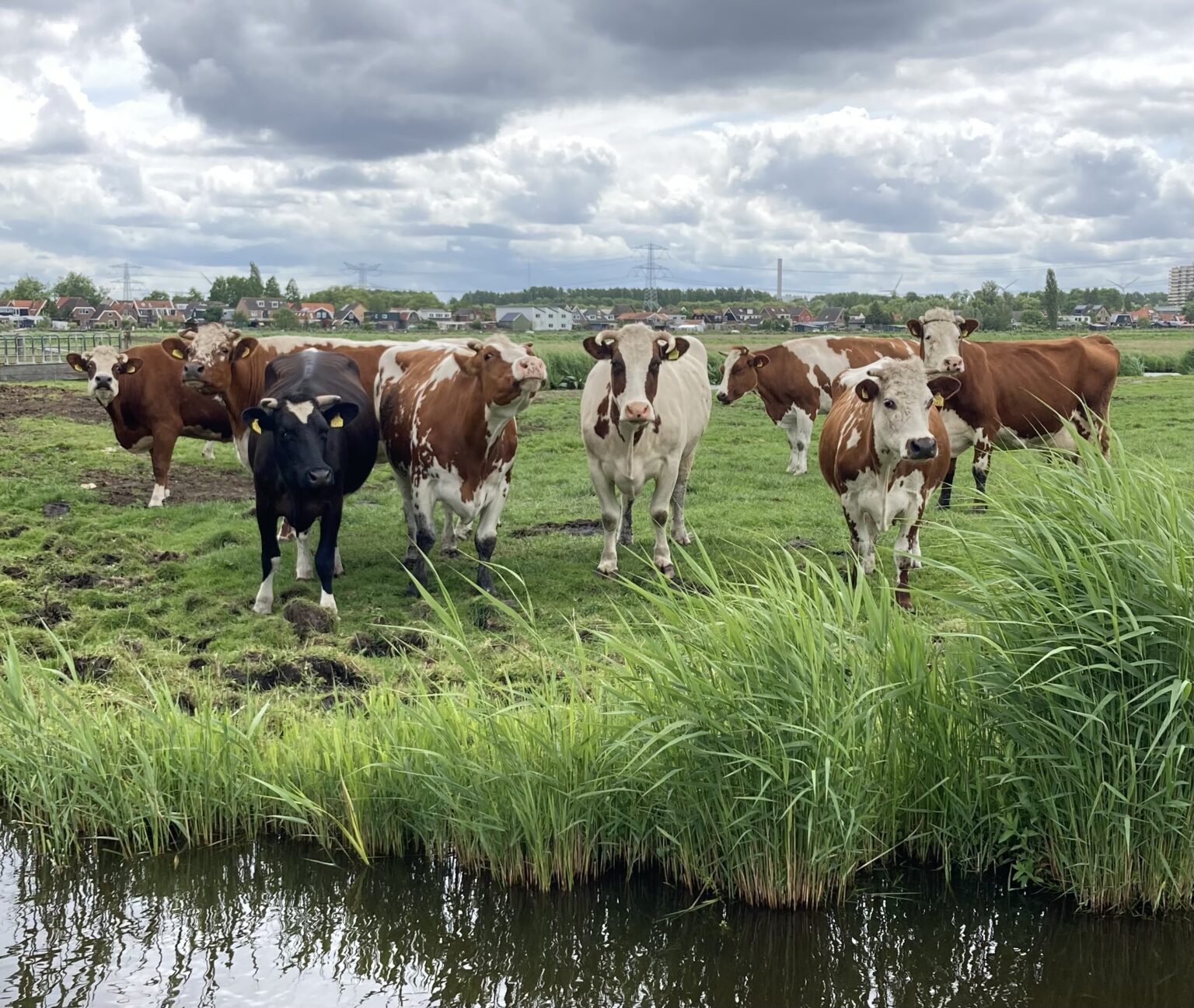 Zorgboerderij Koeman