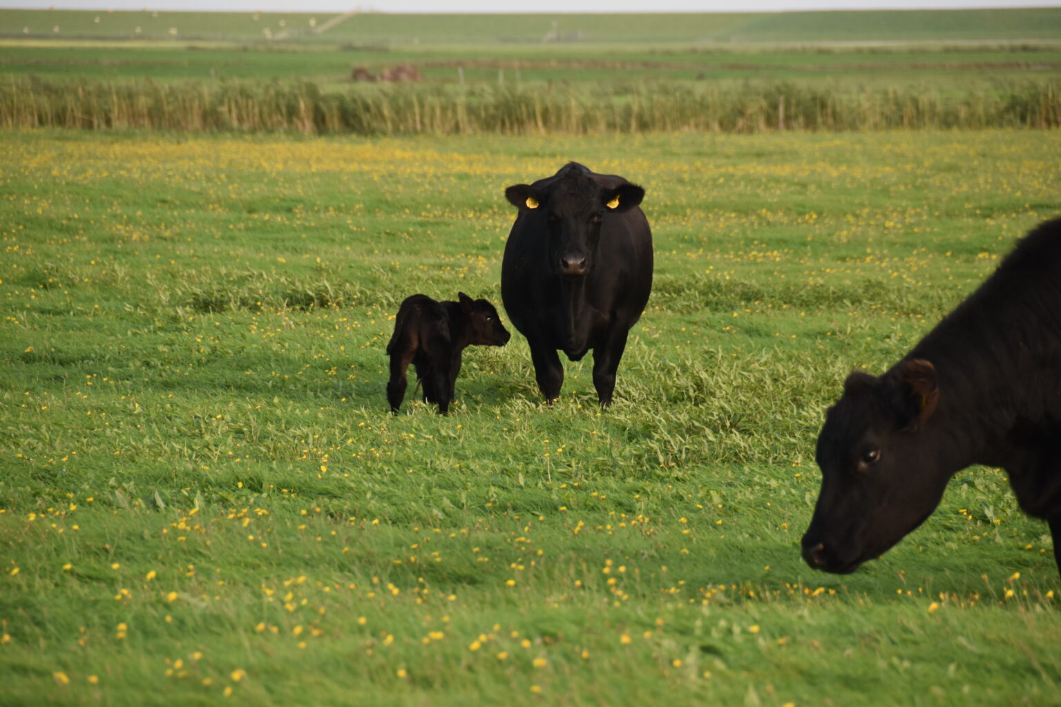 Ecologische Boerderij Spanjer