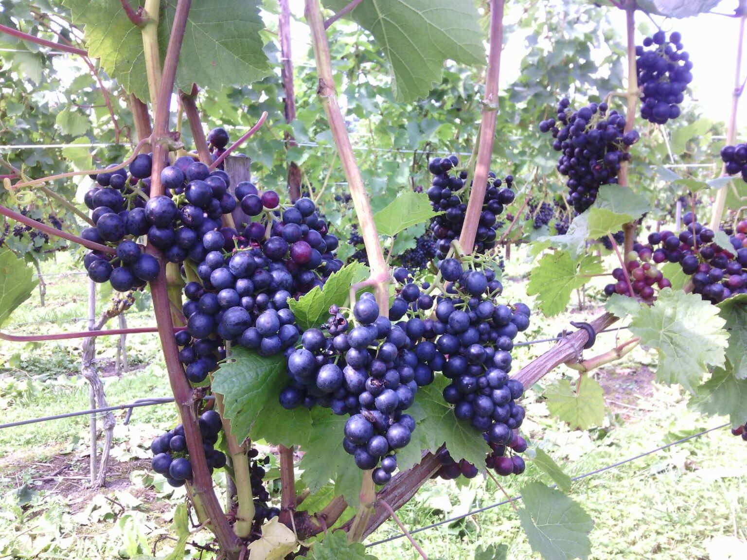 Wijnboerderij - Landgoed De Catharinahoeve