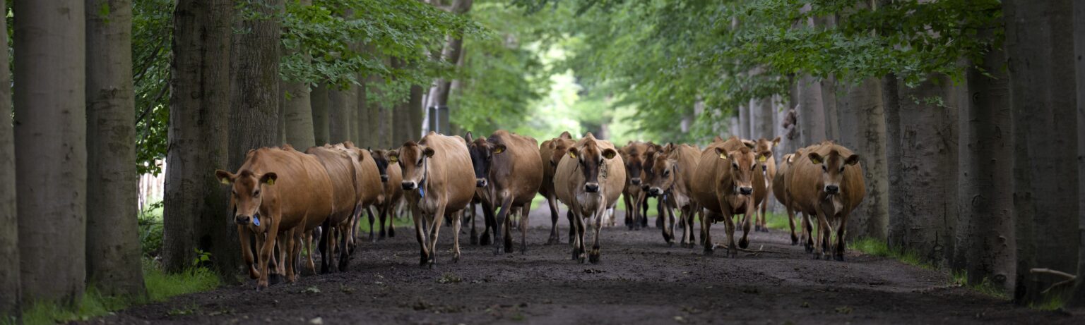 Boerderijwinkel Den Doorn