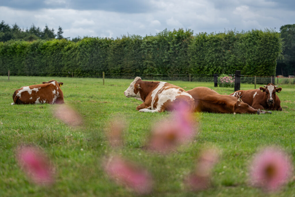 2024 juni 1 van 1 12