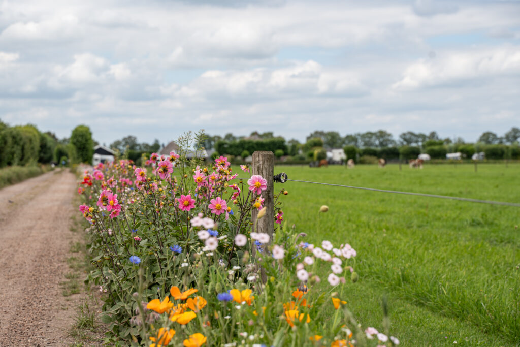 2024 juni 1 van 1 42