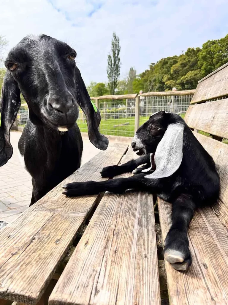 kinderboerderij06 b522f542